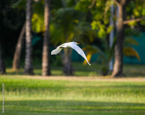 a white egret in St. Lucia