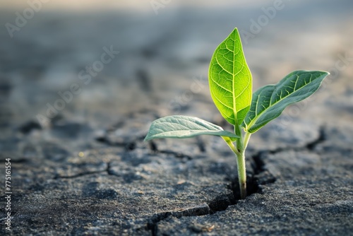 A hopeful young plant emerges from a barren landscape of dry cracked soil, symbolizing new life and resilience