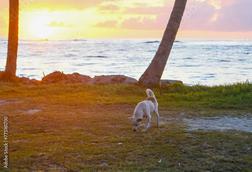 a dog walks along the beach at sunrise, St. Lucia