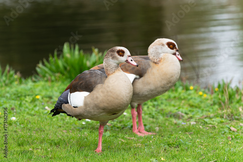 A pair of adult Nile or Egyptian geese (Alopochen aegyptiaca) standing on the bank of a pond in march