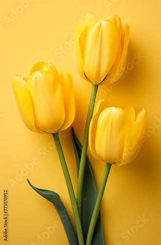 three yellow tulips on a yellow surface  in the style of bold color palate   reated with Generative Ai