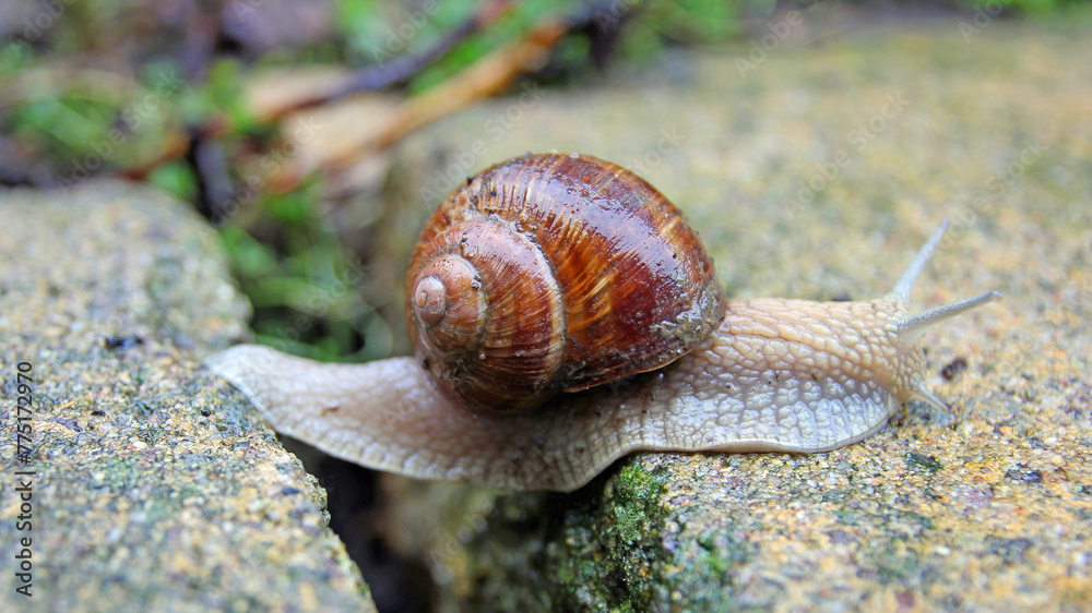 vineyard snail overcomes a gap between two stones vineyard snail overcomes a gap between two stones