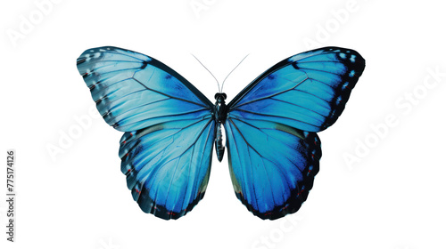  Butterfly with bright blue wings