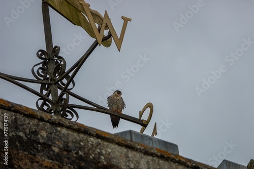 Peregrine Falcon Falco peregrinus perched on the weathervane at Romsey Abbey Hampshire England