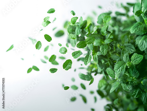 Floating Fresh Mint Leaves on a Bright White Background