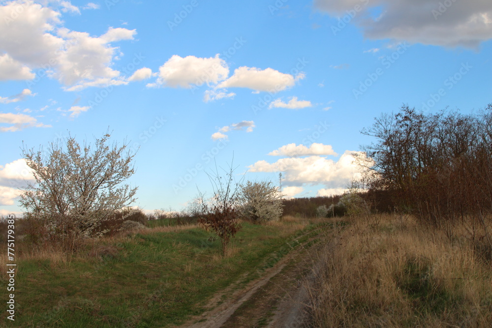 A dirt road with trees and blue sky with clouds