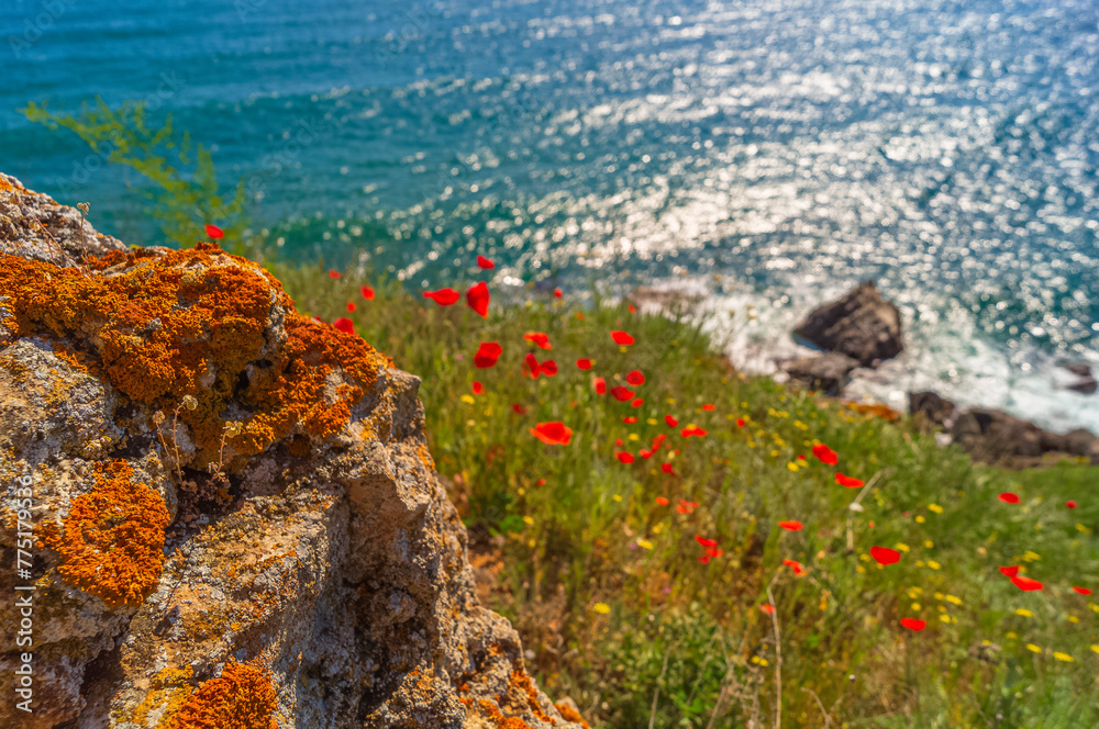 Wild flowers on a rocky shore and a blue sea sparkling in the bright sunligh