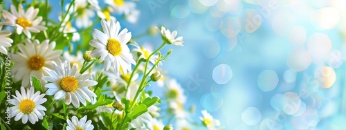Beautiful spring background with daisies flowers on blue sky. Easter banner design  space for text. macro shot  copy spase  bokeh effect