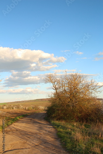 A dirt road with a tree and a field of grass and a blue sky with clouds