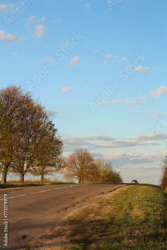 A road with trees and grass on either side of it