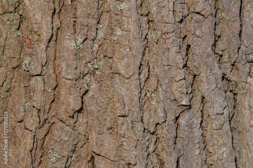 Close Up Bark Of A Liquidambar Styraciflua Tree At Amsterdam The Netherlands 21-3-2024