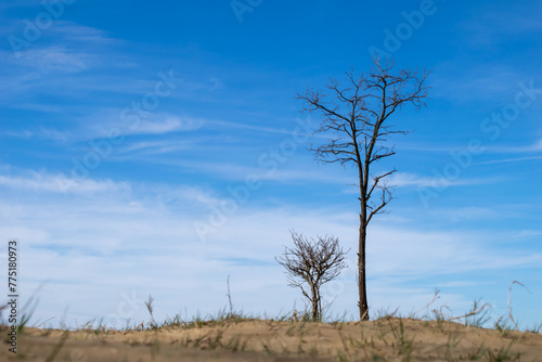 dry tree in the dunes against the sky