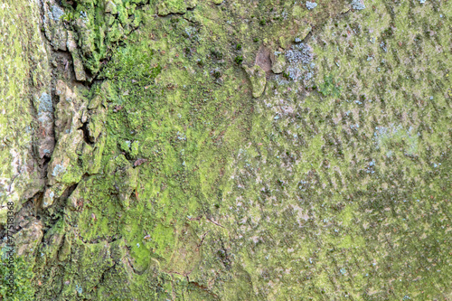 Close Up Bark Of A Zelkova Serrata Tree At Amsterdam The Netherlands 21-3-2024 photo