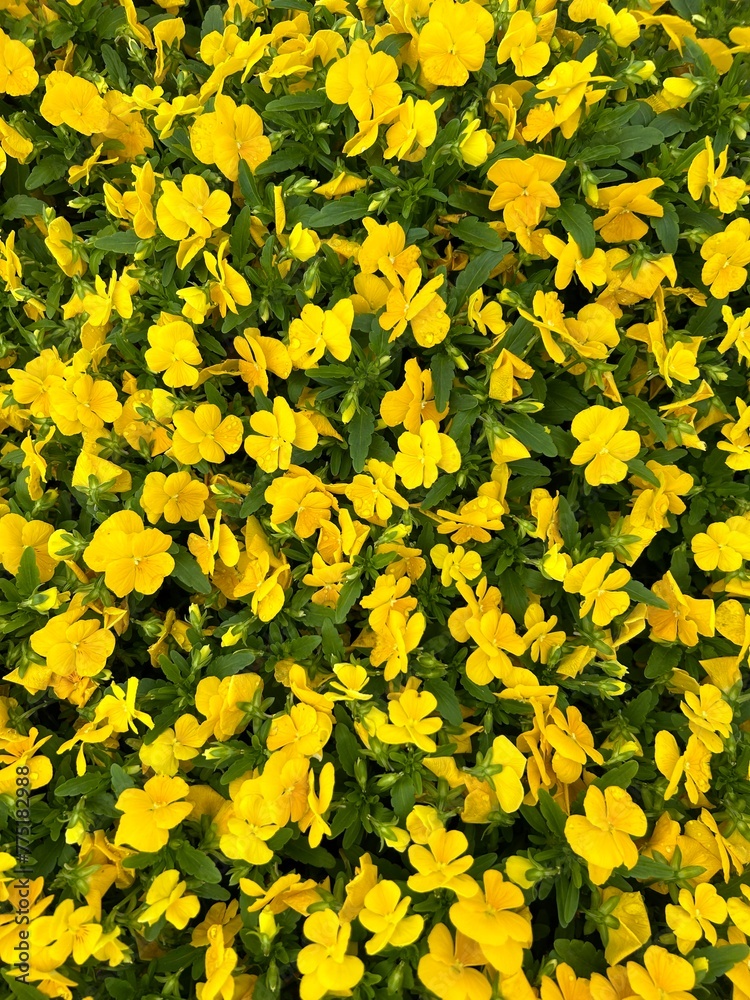 Obraz premium yellow flowers background