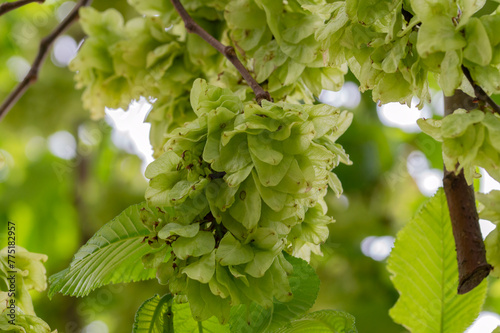 Close Up Leaves Of A Ulmus Camperdownii Tree At Amsterdam The Netherlands 15-5-2021 photo