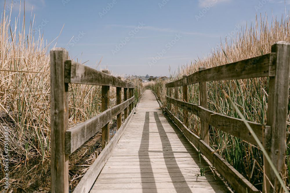 wooden bridge in the field
