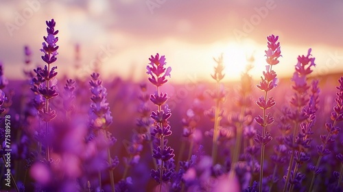A serene field of lavender, stretching as far as the eye can see The purple hues and aromatic scent create a calming and picturesque landscape, celebrated for its beauty and therapeutic qualities