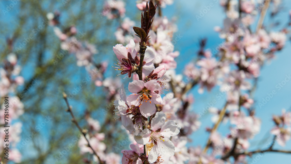 Branches of peach with flowering flowers on a sunny day. Branches of peach with flowering flowers on a sunny day.