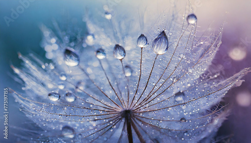 Beautiful dew drops on a dandelion seed macro Beautiful soft light blue and violet background Water 