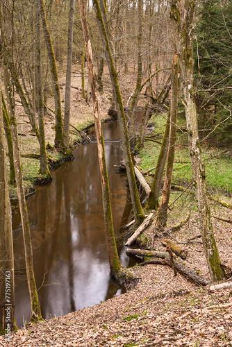 Fototapeta Naklejka Na Ścianę i Meble -  Bukówka, dzika rzeka przepływająca przez Puszczę Notecką, Europa, Polska
