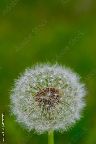 Dandelion with seeds on a green background  close- up.