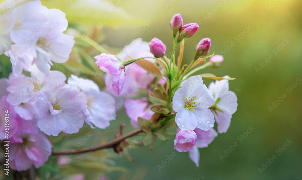 branch of flowering cherry tree covered in white and pink blossoms on soft background branch of flowering cherry tree covered in white and pink blossoms on soft background