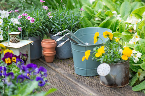 pretty colorful flowers blooming  and arranged on part of wooden terrace with...