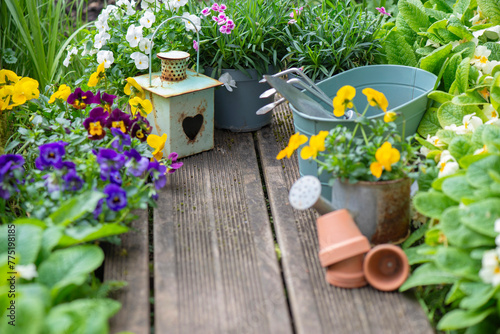 pretty colorful flowers blooming  and arranged on paart of wooden terrace wit...