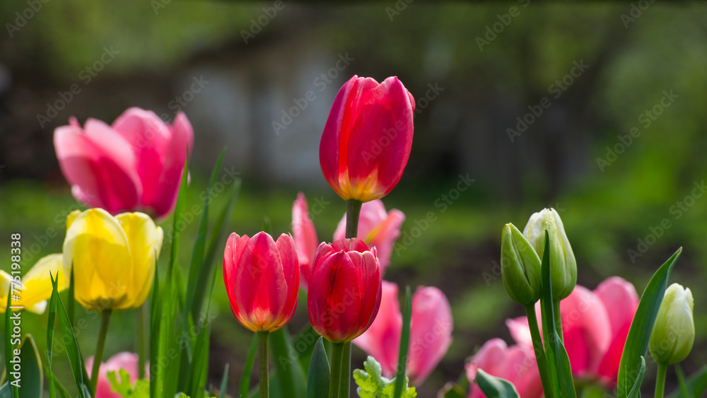 Multi- colored flowering tulips in the village garden.
