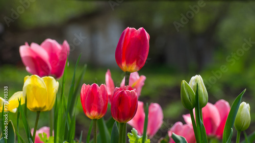 Multi- colored flowering tulips in the village garden.