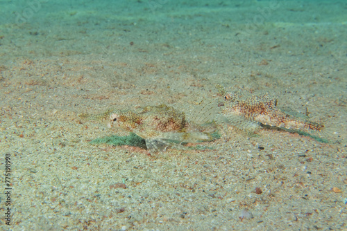 Fish swimming in the Red Sea  colorful fish  Eilat Israel 