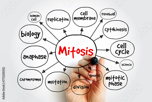 Mitosis mind map, medical concept for presentations and reports photo