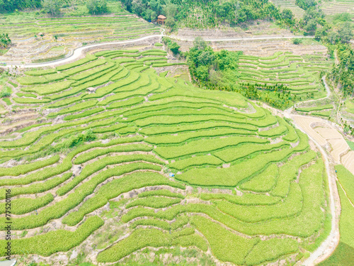 Beautiful scenery of Yahu Rice Terraces in Wuzhishan  Hainan  China