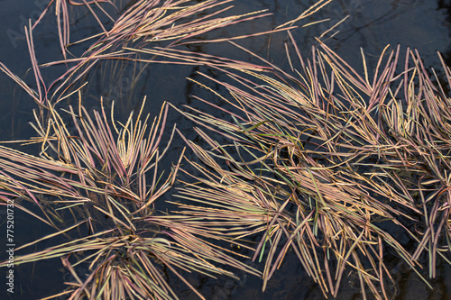 plant floating in water, fluitans photo