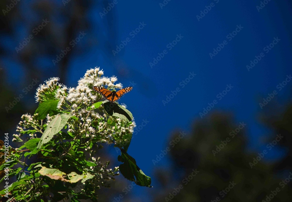 Mariposa monarca parada en una flor - obrazy, fototapety, plakaty 