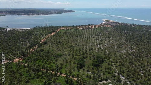 Plantação de árvores coqueiros próximo a praia do gunga em alagoas photo