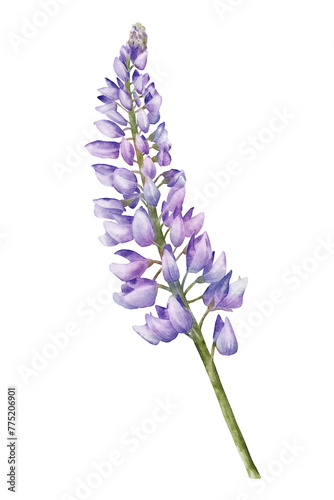 Blue lupine flower watercolor illustration isolated on transparent background for botanical stickers, compositions, wedding invitations, packaging, cards, labels, textile prints etc.
