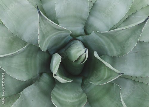 Beautiful details of agave parryi subsp. neomexicana photo