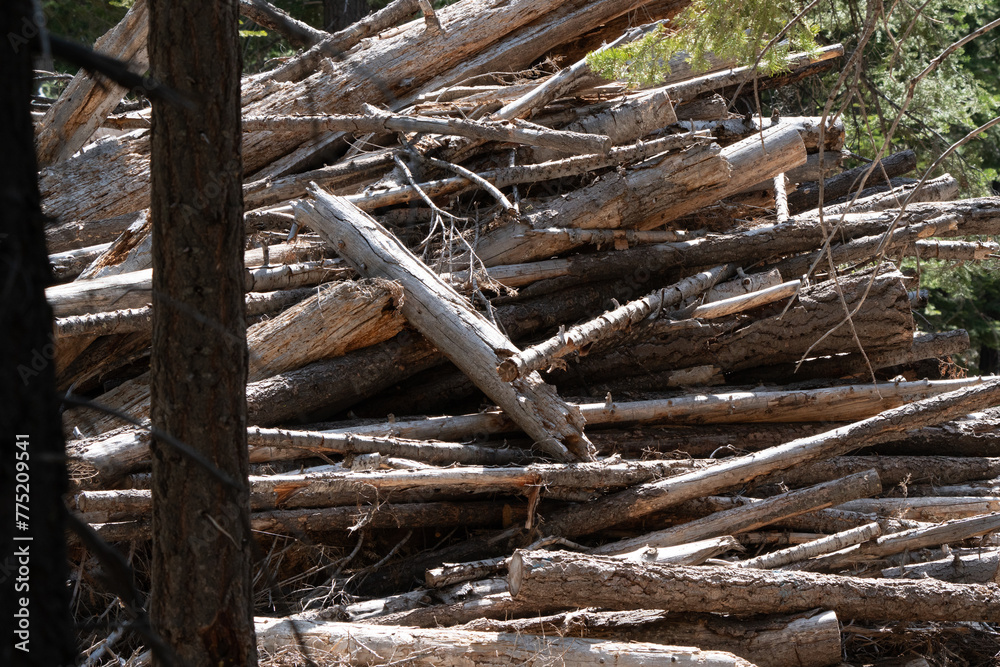 Looking beyond a couple of trees in forest to a log deck in Sierra Nevada mountains as a result of forest thinning and fire threat mitigation work. Looking beyond a couple of trees in forest to a log deck in Sierra Nevada mountains as a result of forest thinning and fire threat mitigation work.