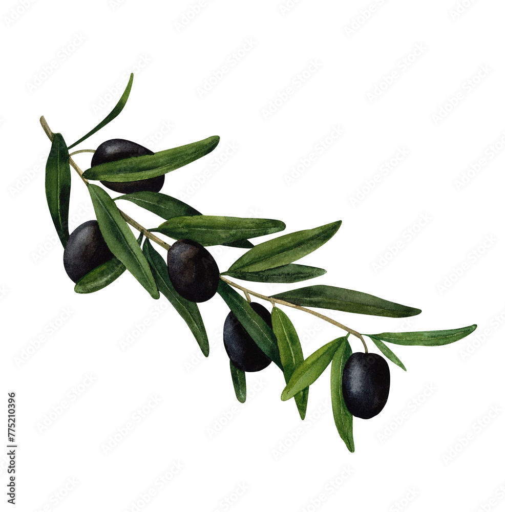 Black olive branch, watercolor hand painted, isolated on white background. Decoration for kitchen, for restaurant menus, recipes, plates and dishes Black olive branch, watercolor hand painted, isolated on white background. Decoration for kitchen, for restaurant menus, recipes, plates and dishes