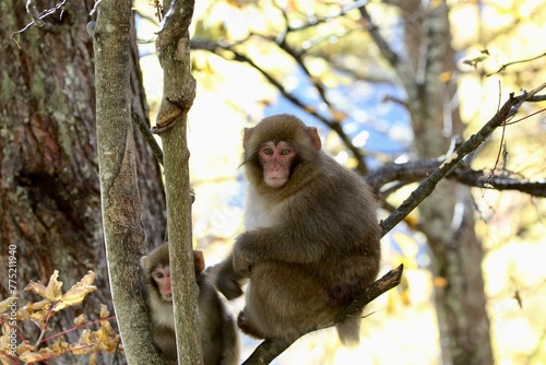 Fotografi japanese macaque