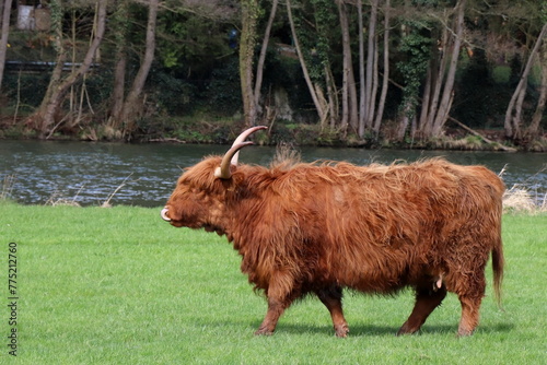 Scottish Highland cattle against river background on green gras.