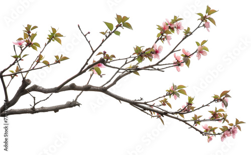 Delicate flowers blooming on a tree branch  a sign of spring s arrival isolated on transparent background