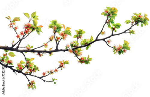 Delicate flowers blooming on a tree branch, a sign of spring's arrival isolated on transparent background