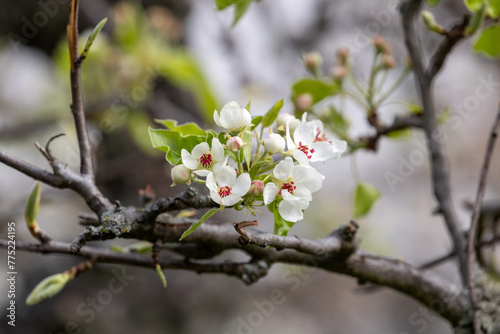 White cherry blossom flowers in closeup detail