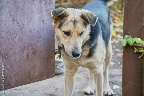 Photography A yard mongrel dog on a chain peeks out of the gates of the house, a dog on a ch