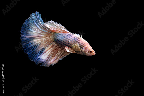 Betta fish with its wonderful colors. Black background. Betta splendens.