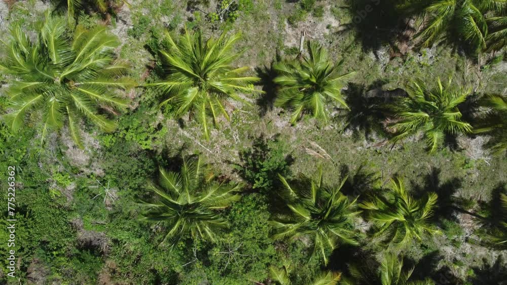 Visão aérea de árvores palmeiras em uma plantação Visão aérea de árvores palmeiras em uma plantação