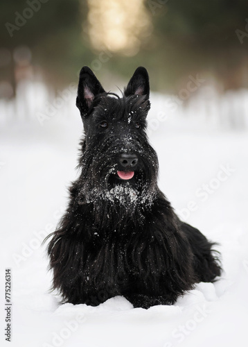 Canvas Print Black Scottish Terrier dog sits on pure white snow in winter in a pine forest