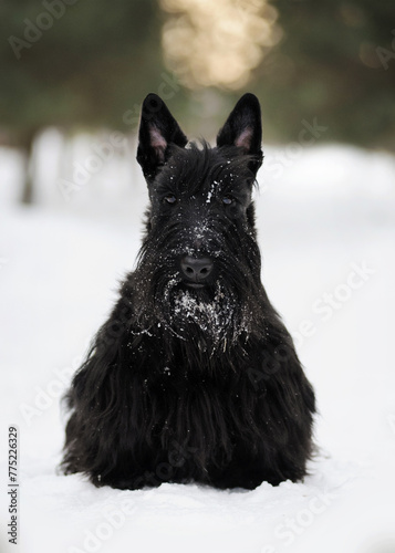 Black Scottish Terrier dog sits on pure white snow in winter in a pine forest photo